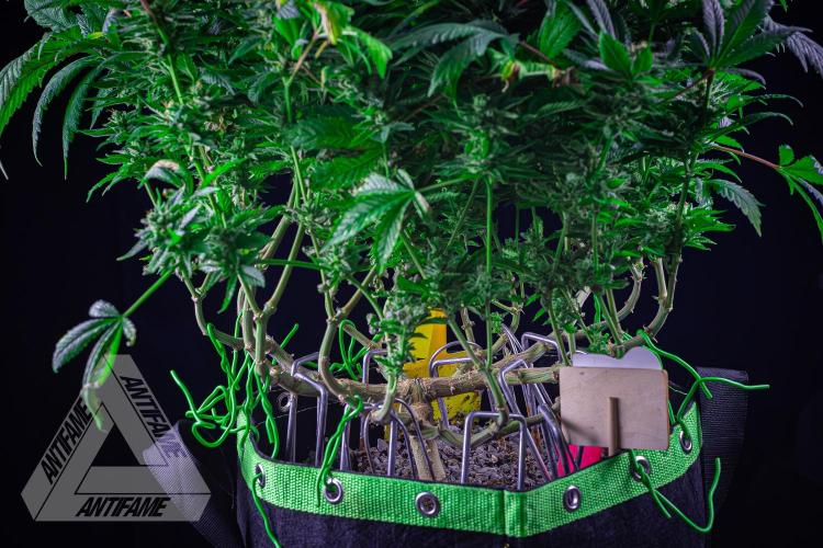 IZI SEEDS - Grandpa Zombie genetics femR. Week 16