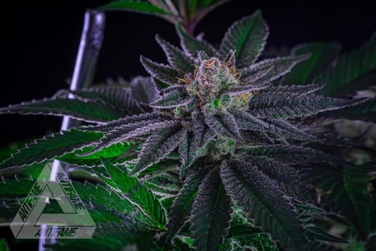 IZI SEEDS - Grandpa Zombie genetics femB. Week 16