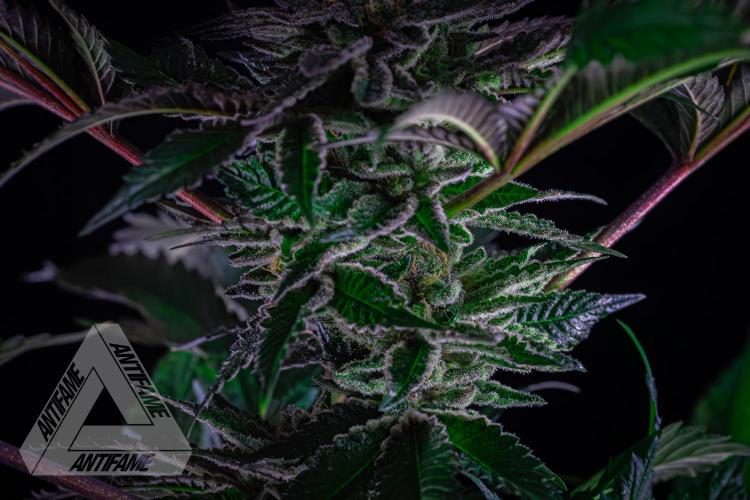 IZI SEEDS - Grandpa Zombie genetics femB. Week 16