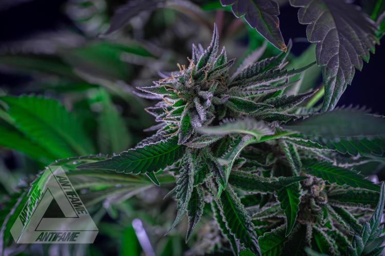 IZI SEEDS - Grandpa Zombie Genetics FemY. Week 16