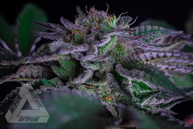 IZI SEEDS - Grandpa Zombie genetics femB. Week 16
