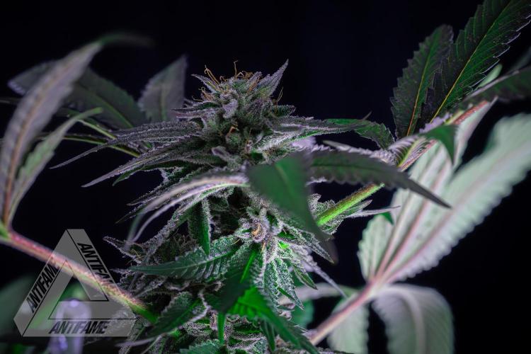 IZI SEEDS - Grandpa Zombie Genetics FemY. Week 16