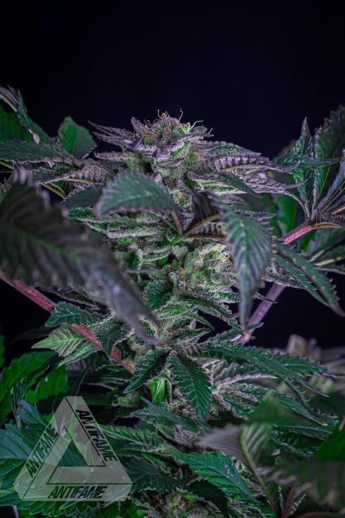 IZI SEEDS - Grandpa Zombie genetics femB. Week 16