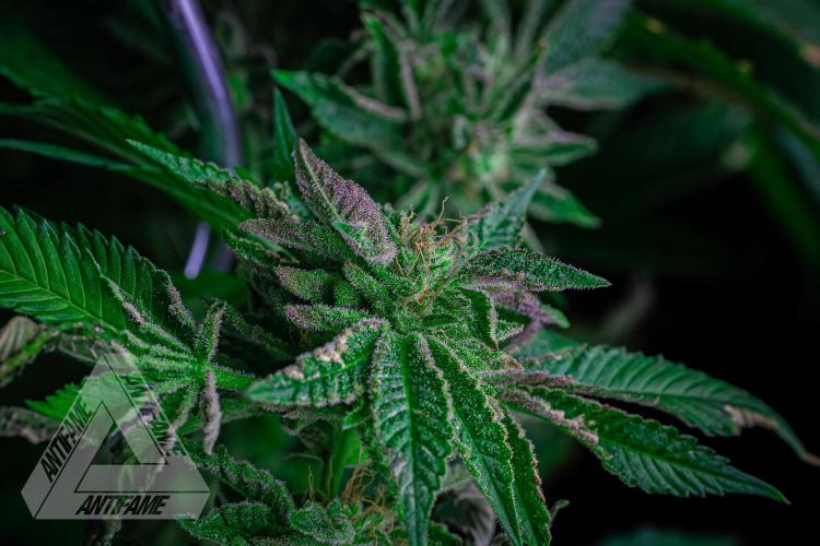 IZI SEEDS - Grandpa Zombie genetics femB. Week 16