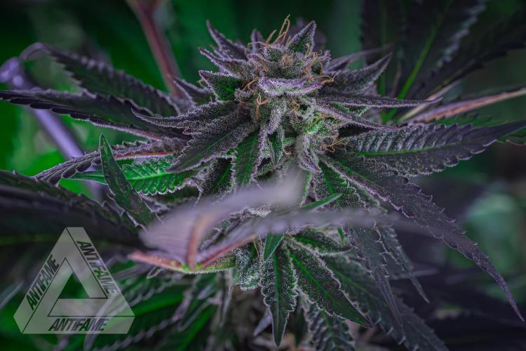IZI SEEDS - Grandpa Zombie Genetics FemY. Week 16
