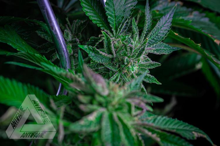 IZI SEEDS - Grandpa Zombie genetics femB. Week 16