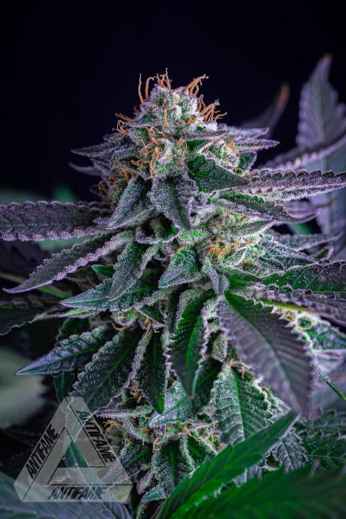 IZI SEEDS - Grandpa Zombie Genetics FemY. Week 16