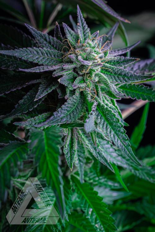 IZI SEEDS - Grandpa Zombie Genetics FemY. Week 16