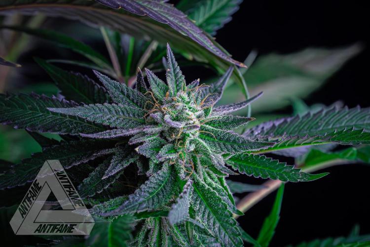 IZI SEEDS - Grandpa Zombie Genetics FemY. Week 16