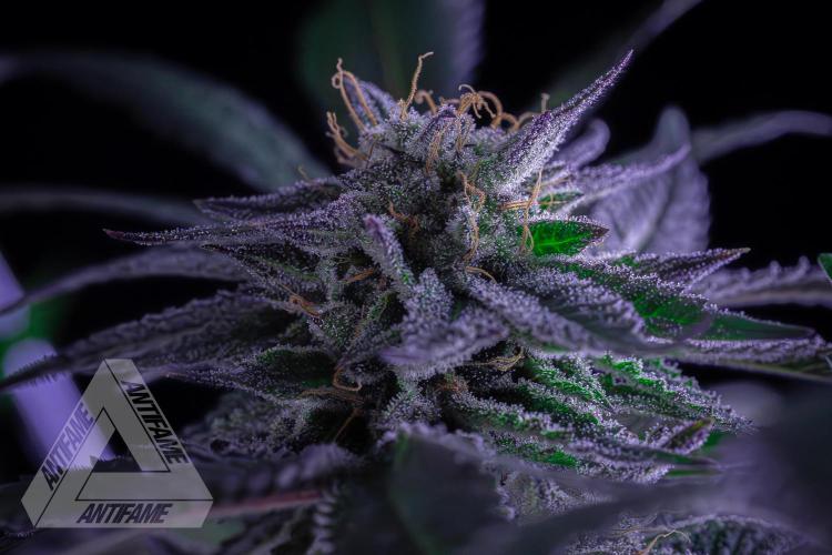 IZI SEEDS - Grandpa Zombie Genetics FemY. Week 16