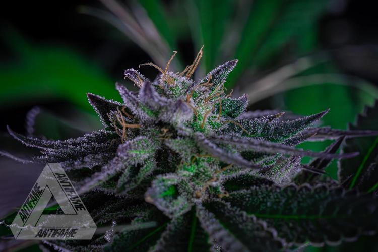 IZI SEEDS - Grandpa Zombie Genetics FemY. Week 16