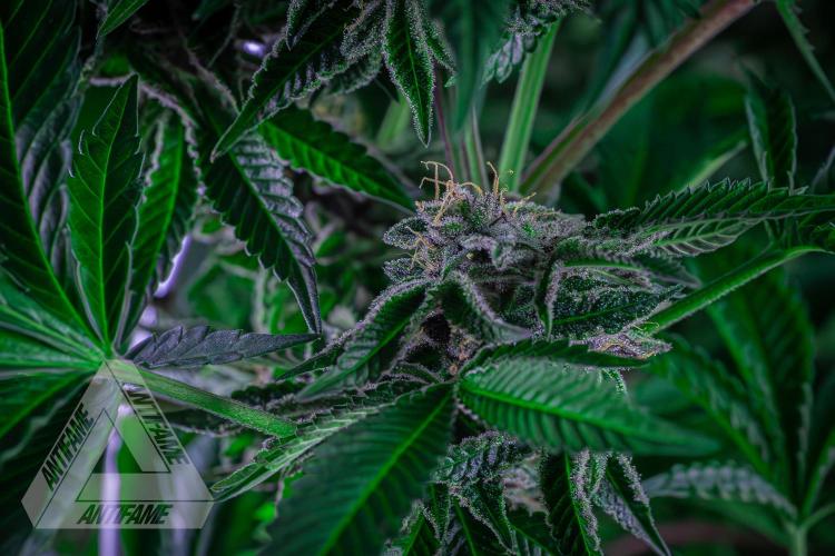 IZI SEEDS - Grandpa Zombie Genetics FemY. Week 16