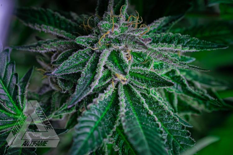 IZI SEEDS - Grandpa Zombie Genetics FemY. Week 16