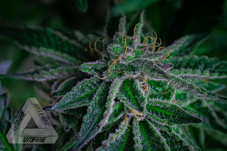 IZI SEEDS - Grandpa Zombie Genetics FemY. Week 16