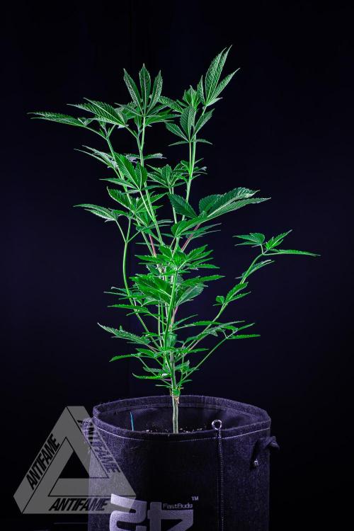 ZAMNESIA - Sticky Broccoli - EGC 2026 T. Week 8