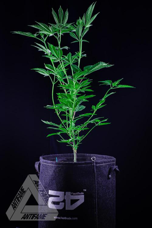 ZAMNESIA - Sticky Broccoli - EGC 2026 T. Week 8
