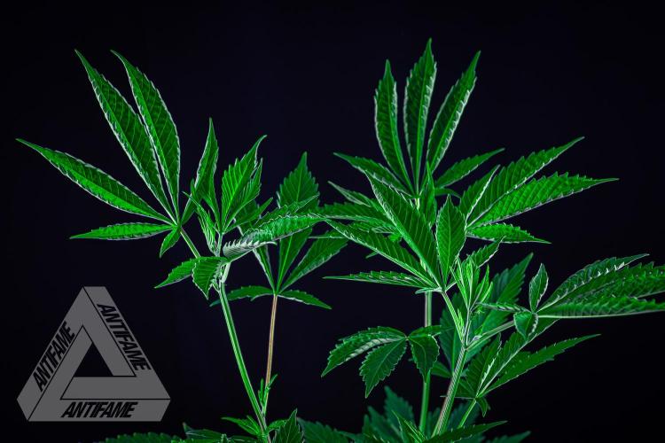 ZAMNESIA - Sticky Broccoli - EGC 2026 T. Week 8