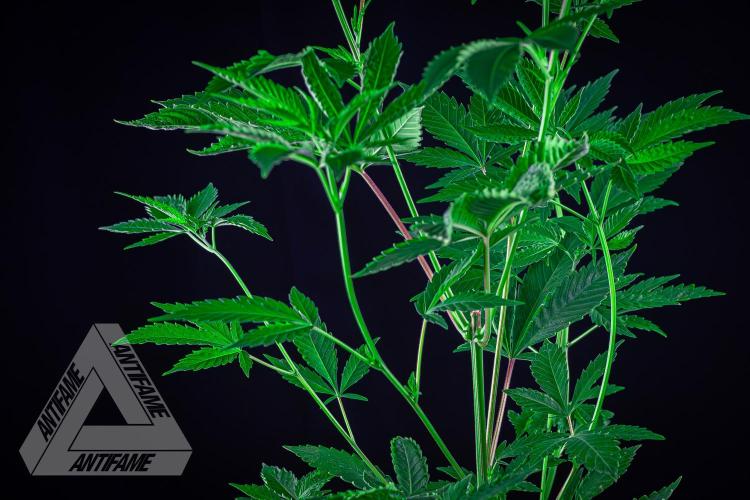 ZAMNESIA - Sticky Broccoli - EGC 2026 T. Week 8