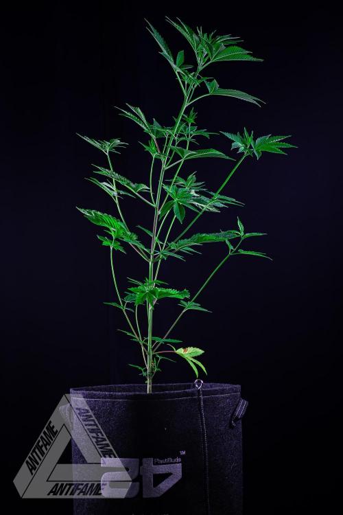 ZAMNESIA - Sticky Broccoli - EGC 2026 W. Week 8