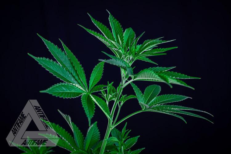ZAMNESIA - Sticky Broccoli - EGC 2026 B. Week 8