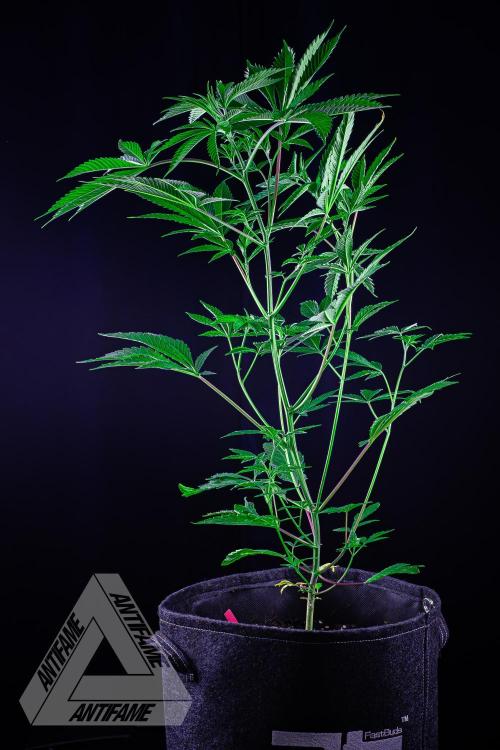 ZAMNESIA - Sticky Broccoli - EGC 2026 R. Week 8
