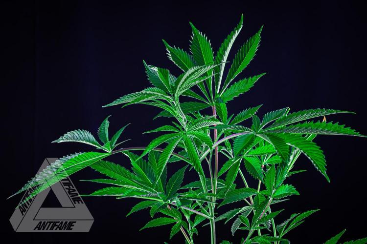 ZAMNESIA - Sticky Broccoli - EGC 2026 R. Week 8