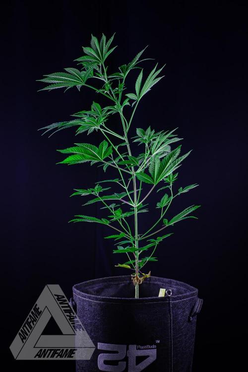 ZAMNESIA - Sticky Broccoli - EGC 2026 Y. Week 8