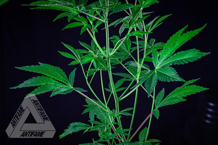 ZAMNESIA - Sticky Broccoli - EGC 2026 R. Week 8