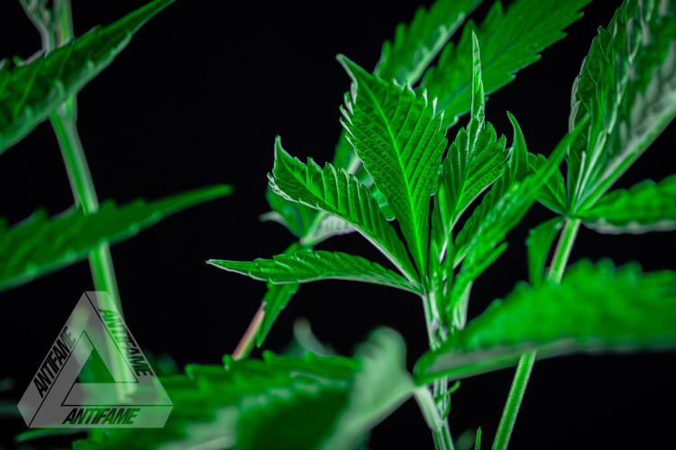 ZAMNESIA - Sticky Broccoli - EGC 2026 T. Week 8
