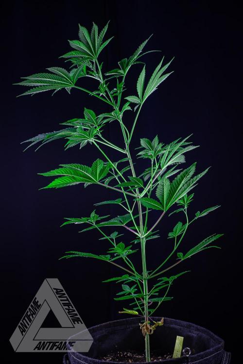 ZAMNESIA - Sticky Broccoli - EGC 2026 Y. Week 8