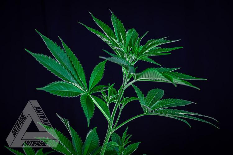 ZAMNESIA - Sticky Broccoli - EGC 2026 W. Week 8