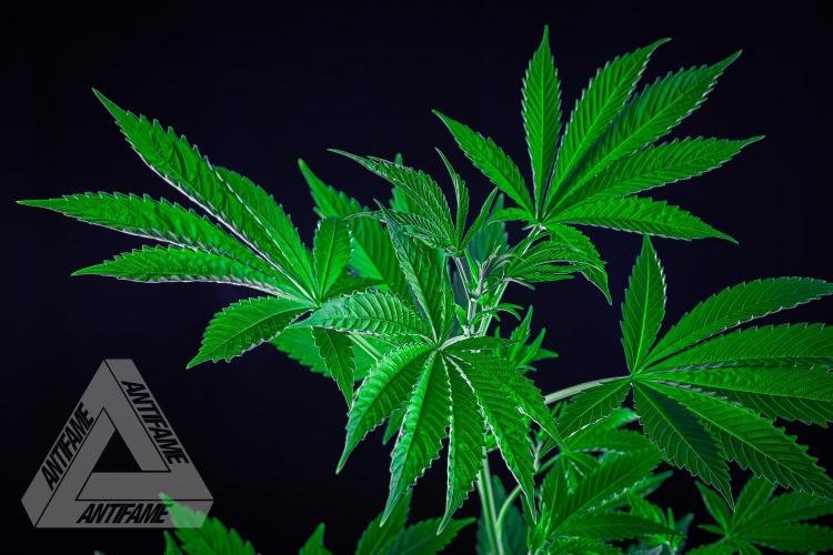 ZAMNESIA - Sticky Broccoli - EGC 2026 Y. Week 8