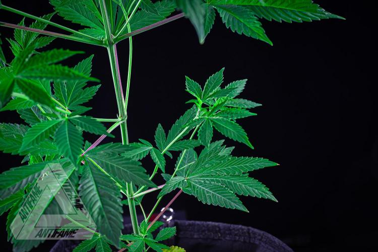 ZAMNESIA - Sticky Broccoli - EGC 2026 Y. Week 8