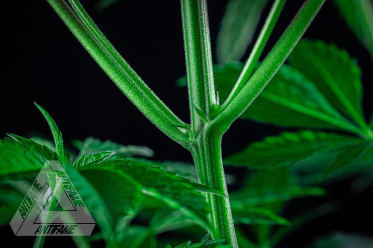 ZAMNESIA - Sticky Broccoli - EGC 2026 R. Week 8