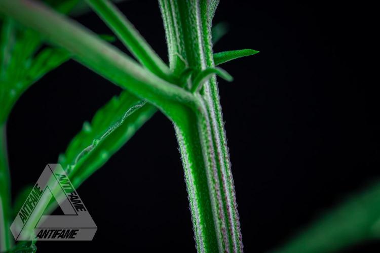 ZAMNESIA - Sticky Broccoli - EGC 2026 R. Week 8