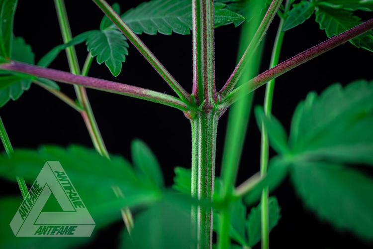 ZAMNESIA - Sticky Broccoli - EGC 2026 W. Week 8