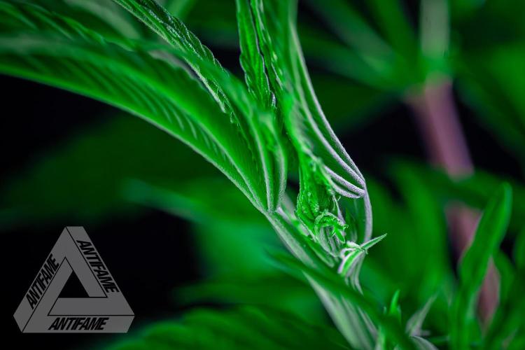 ZAMNESIA - Sticky Broccoli - EGC 2026 R. Week 8