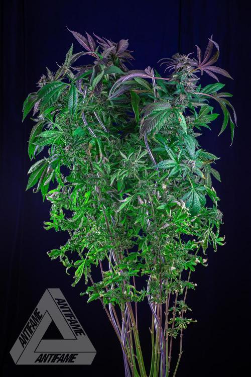 IZI SEEDS - Grandpa Zombie Genetics FemY. Week 17
