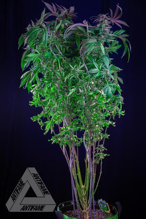 IZI SEEDS - Grandpa Zombie Genetics FemY. Week 17