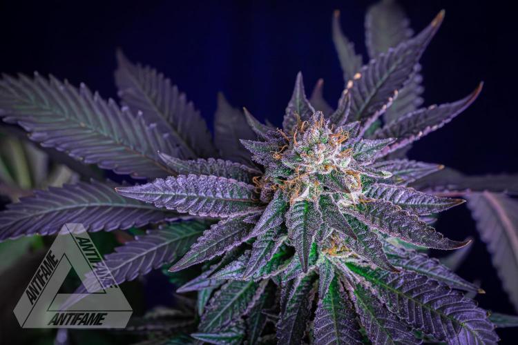 IZI SEEDS - Grandpa Zombie Genetics FemY. Week 17