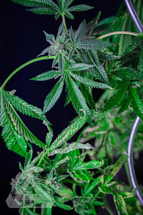 IZI SEEDS - Grandpa Zombie Genetics FemY. Week 17