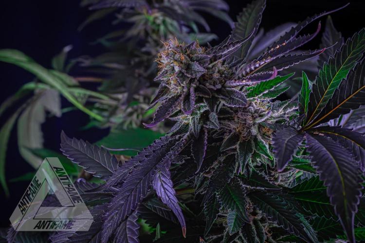 IZI SEEDS - Grandpa Zombie Genetics FemY. Week 17