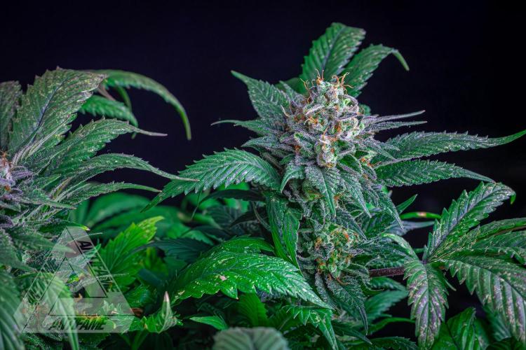 IZI SEEDS - Grandpa Zombie genetics femR. Week 17