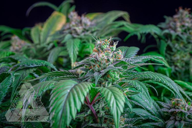 IZI SEEDS - Grandpa Zombie genetics femR. Week 17