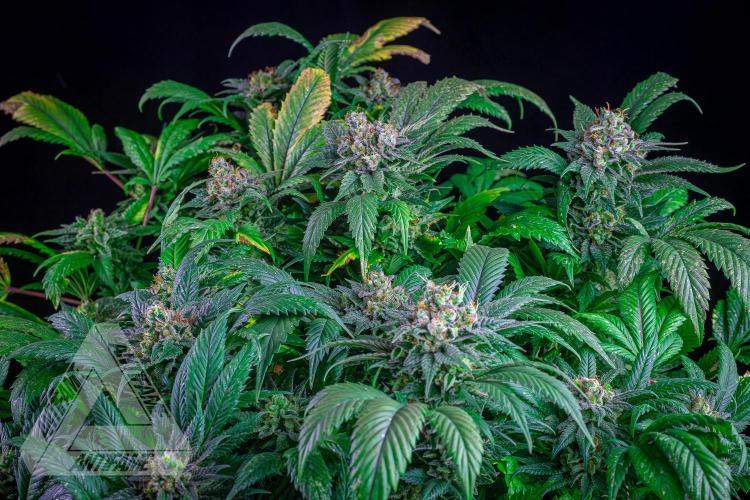 IZI SEEDS - Grandpa Zombie genetics femR. Week 17