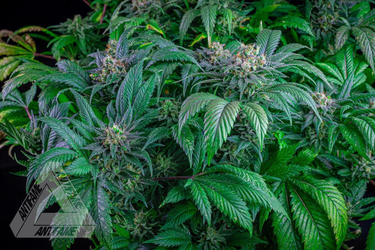 IZI SEEDS - Grandpa Zombie genetics femR. Week 17
