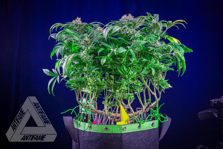IZI SEEDS - Grandpa Zombie genetics femR. Week 17