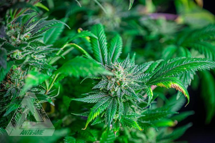 IZI SEEDS - Grandpa Zombie genetics femR. Week 17