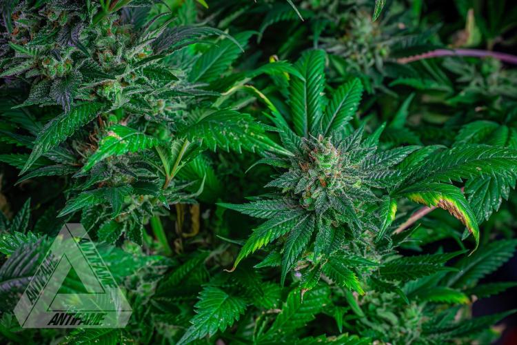 IZI SEEDS - Grandpa Zombie genetics femR. Week 17