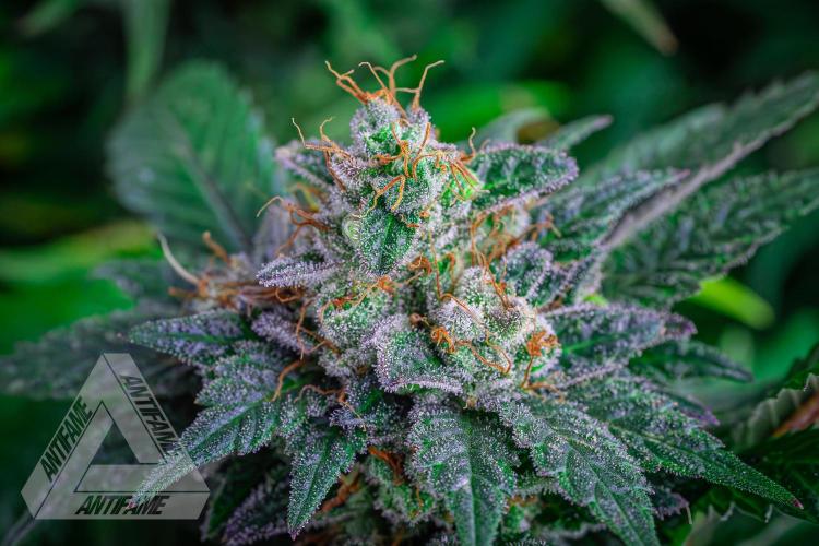IZI SEEDS - Grandpa Zombie genetics femR. Week 17